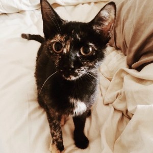 Screen Shot 2015-06-19 at 10.28.53 AM