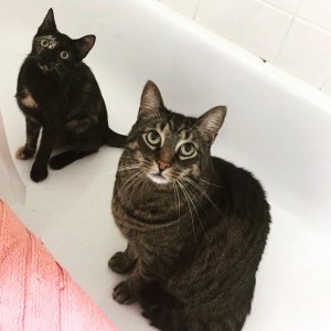 Screen Shot 2015-06-19 at 10.30.07 AM